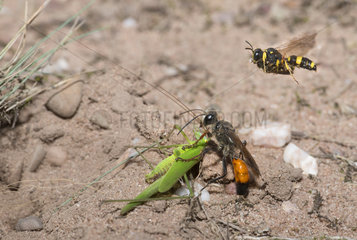 Golden digger wasp (Sphex funerarius) reporting a Sickle-bearing Bush Cricket (Phaneroptera falcata) in its gallery and Ornate Tailed Digger Wasp (Cerceris rybyensis) reporting a Mining bee (Lasioglossum sp)  Regional Natural Park of Northern Vosges  France