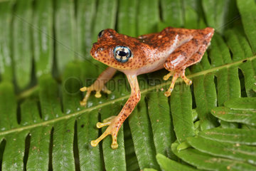 Fiery Bright-eyed Frog (Boophis pyrrhus)  Andasibe  Perinet  Region Alaotra-Mangoro  Madagascar