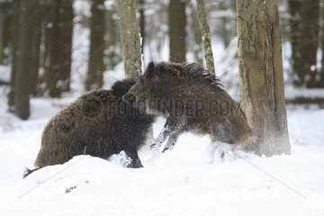 Wild boar (Sus scrofa) facing in snow  Ardennes  Belgium