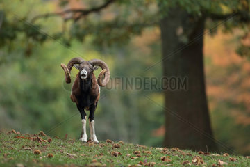 Mouflon (Ovis gmelini musimon)  Palatinate  Germany