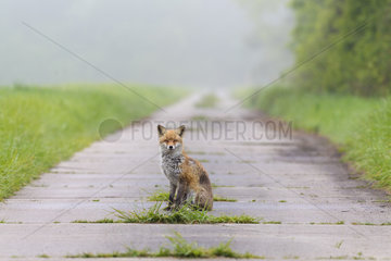 Red fox (Vulpes vulpes) sitting on a road in slabs of concrete in spring  Hesse  Germany