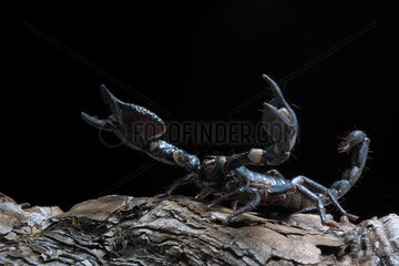 Emperor scorpion (Pandinus imperator) on black background.