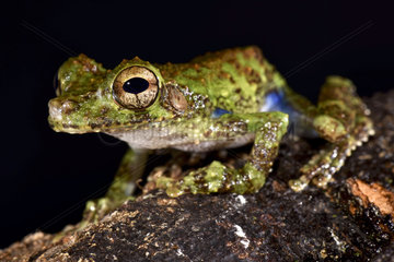 Forest Bromeliad Treefrog (Osteocephalus cabrerai)