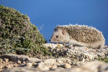 African Hedgehog (Atelerix algirus)  Ibiza  Spain