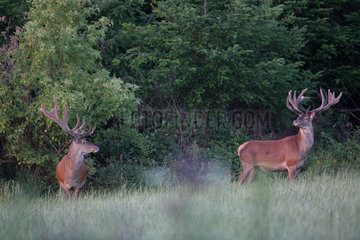 Red Deer (Cervus elaphus) males at the edge of the forest  Ardennes  Belgium