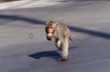 Macaque crabier fuyant apès un vol Lopbui Thaïlande