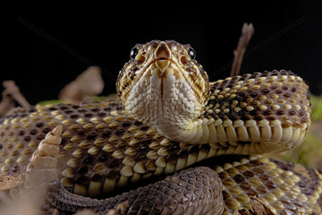 Portrait of Cascabel Rattlesnake (Crotalus durissus terrificus)