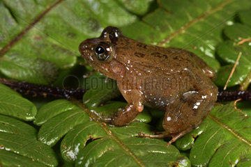 Two-pore Madagascar Frog (Mantidactylus biporus)  Andasibe  Perinet  Alaotra-Mangoro Region  Madagascar
