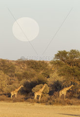 Southern Giraffe (Giraffa giraffa). Feeding in the dry Auob riverbed in the early morning. With full moon. Kalahari Desert  Kgalagadi Transfrontier Park  South Africa.