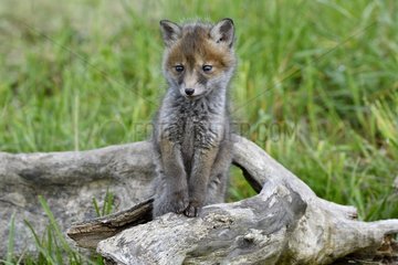 Red fox (Vulpes vulpes) young on stump  Doubs  Franche-Comte  France
