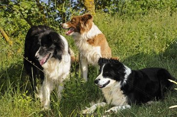Border collies resting in the Cevennes France