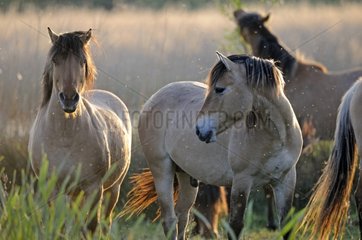 Henson horses in a marsh in the Somme Bay France