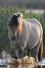 Henson horse in a marsh in the Somme Bay France