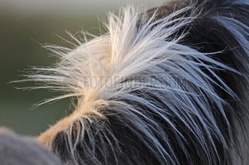 Mane of an Henson horse in the Somme Bay France