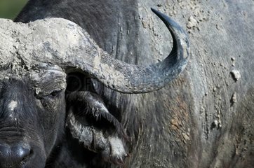 Cape Buffalo in the national park of Nakuru Kenya