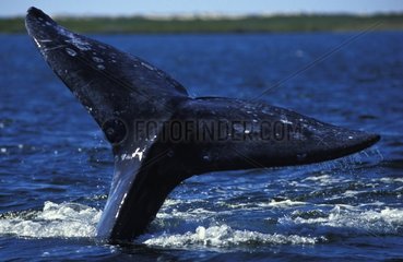 Tail fluke of a Gray whale Baja Mexico