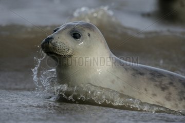 Portrait of a Grey seal in water Lincolnshire