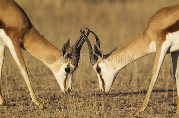 Springbok (Antidorcas marsupialis). Fighting males. Kalahari Desert  Kgalagadi Transfrontier Park  South Africa.