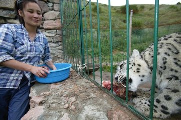 Fütterung eines kirgiginen gefangenen Schnee Panther