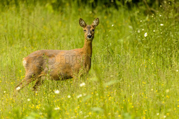 Roe deer (Capreolus capreolus) in a meadow in spring  Nointel  Picardie  France