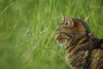 Portrait of European cat carrying a collar in grass