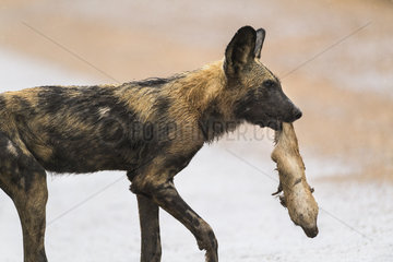 African Wild Dog (Lycaon pictus) with prey in the mouth  South Africa  Kruger national park