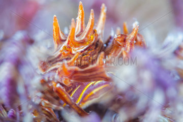 Feather star crab (Tiaramedon spinosum) female with eggs on Stephanometra indica  Indian Ocean  Mayotte