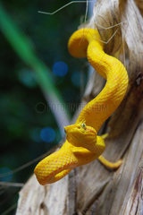 Eyelash viper (Bothriechis schlegelii)  Costa Rica