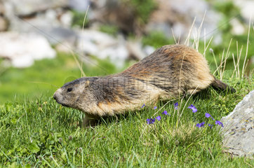Alpine Marmot (Marmota marmota) walking in grass  Vanoise  Alps  France