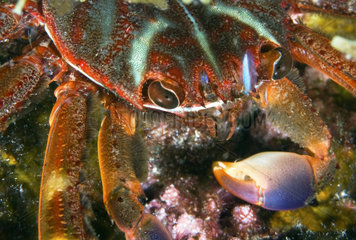 Portrait of Flat crab (Percnon gibbesi)  Tenerife  Canary Islands.