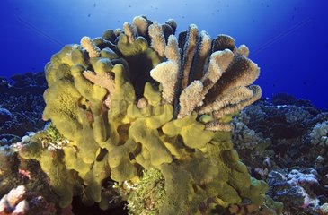 Hard coral encrusted by sponge Tuamotu Polynesia