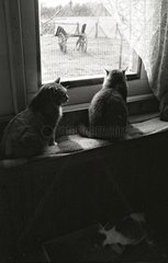 Katzen schauen aus dem Fenster Zuflucht von Beauregard Frankreich