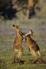 Combat de Kangourous gris de l'est Australie