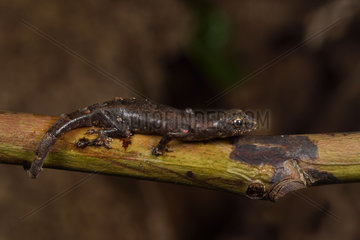Gunther's Dwarf Gecko (Lygodactylus miops) on a branch  Andasibe  Perinet  Alaotra-Mangoro Region  Madagascar