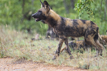 African Wild Dog (Lycaon pictus) in the rain  South Africa  Kruger national park