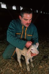Züchter posiert eine Identifikationsschleife auf einem Lamm