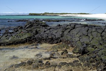 Paysage volcanique Las Bachas Santa Cruz Galapagos