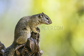 Smith bush squirrel (Paraxerus cepapi) in Kruger National park  South Africa