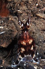 Pieuvre (Mimic Optopus) Papouasie-Nouvelle-Guinée