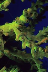 Detail der grÃ¼nen Fluoreszenzkorallen Neukaledonien