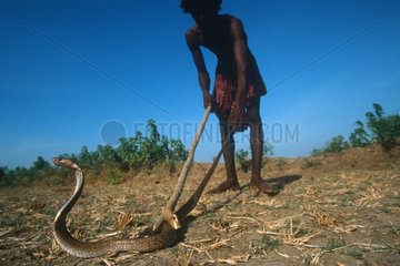 Capture d'un cobra Indien par un chasseur de serpent ille