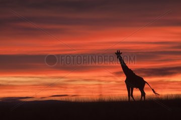Masai Giraffe at Sunset Maasai Mara Kenya