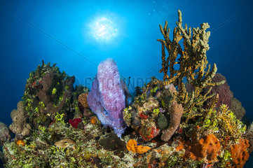 Sponges on reef  Jardines de la Reina National Park  Cuba