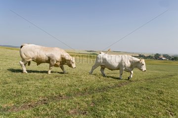 Charolaise Bull folgt einer Kuh in der Wiese Frankreich
