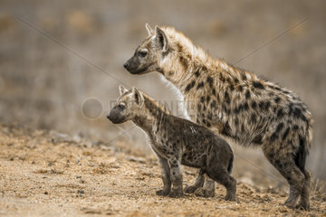 Spotted hyaena (Crocuta crocuta) and young in Kruger National park  South Africa