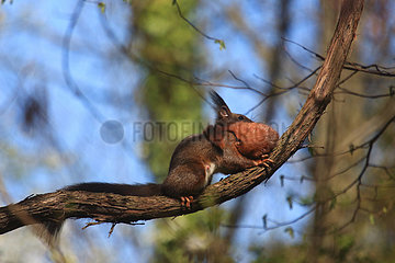 Red squirrel (Sciurus vulgaris) female moving her young after disturbance  Illfurth  Haut-Rhin  Alsace  France