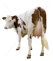 Simental Kühe zurück