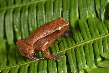Malagasy Climbing Rain Frog (Plethodontohyla mihanika)  Andasibe  Perinet  Alaotra-Mangoro Region  Madagascar