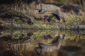 Red european squirrel (Sciurus vulgaris) jumping over a puddle to reach the lair  Italy