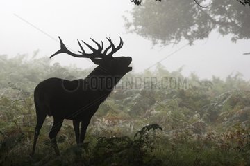 Male Red deer troating in the mist Great Britain